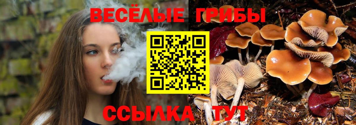 Галлюциногенные грибы Cubensis Новозыбков